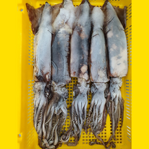 조덕이네 냉동 오징어 특대3~5미 3kg, 1개