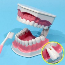 상아사이언스 치아모형 치아 분리형 치아미백제, 1