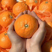 제주 카라향 선물용 2kg 5-11과 산지직송 고당도 제철과일 선물가방포함