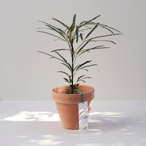 아라리오 아랄리아 감성 플랜테리어 식물 화분세트, 05 아트스톤 친환경 화분(테라), 1개