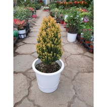 [근이네식물원]옐로우봉/개량편백/월동가능