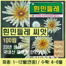 23년산 국산 재래종 흰민들레 씨앗 100립- 연중파종 가능 민간약초 토종 민들레