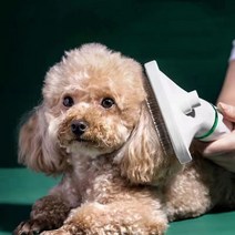 반려동물 헤어 드라이기 에어 브러쉬 저소음 3단조절 강아지 고양이 애견용품, 화이트