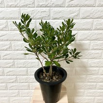 나만의화원 >> 초특가 만리향, 1개” class=”wr-img”></a></div></p></div></p></div></p></div><div class=