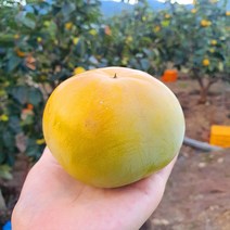고성 태추단감 5kg 10kg, 태추단감 10kg 중 (39~43과), 1개