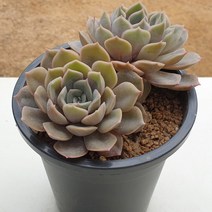 루신다 쌍두