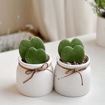 하트 식물 하트호야 만세 피쉬본 선인장 생선뼈 화분, 피쉬본(생선뼈), 1개