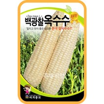 백광찰옥수수 80립 옥수수씨앗 종자 흰옥수수 찰옥수수 농작물