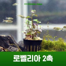 초보 수초 키우기 로벨리아 2촉, 단품