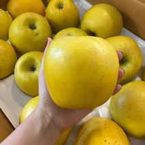 산지직송 시나노골드 황금사과 고당도 꿀사과 경북 청송 안동, 정품 황금사과, 5kg 꼬마과 (25-28과)