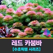 [착한수초] 득템수초 붉은 수초의 기본 레드 카붐바 10줄기 구피 미니어항 새우 수초세트 수초어항 은신처 초보수초