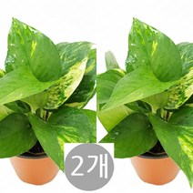 트리앤 1+1 스파트필름/ 호야 테이블야자 고무나무 행운목 스킨답서스 아이비 천냥금 파키라 율마 금전수 나도풍란 리사호야 금전수 보석금전수 문샤인 스투키 토분 공기정화식물, 03.  (2개) 스킨답서스 1개