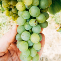 욜케이유 김천 샤인머스켓 제철 애플청포도 씨없는 거봉 2kg 4kg 6kg 샤인머스캣, 정품 1kg (1~2수)