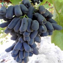 묘목/ 포도나무 블랙 스위트사파이어 / 접목1년 (대목 S04) kk1481