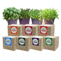 파라솔-셰프가든 텃밭 키우기 7종캣 그라스 보리싹 씨앗 꽃식 물채소 모종 새싹 쉬운 에스(S)-온팜, 부추