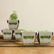 식물키우기 그로우팟 에코팟 반려식물 모종 키우기 5종(방울토마토 봉선화 해바라기 바질 메시지콩), 허브바질