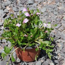 야생화/초화식물 - 누운주름 갈색플라스틱모종 4개 (L0596)
