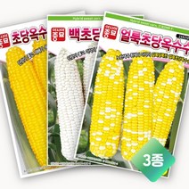 흥농상사 초당옥수수 씨앗 3종 묶음 셋트, 1개