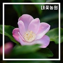 묘목/ 동백 무늬향동백 12cm포트 R195