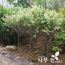 [나무인] 삼색버드나무(화이트핑크샐릭스) 지름3cm