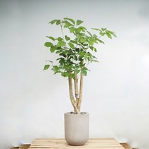 플라워바인 대엽홍콩야자나무 빈티지그레이화분 대형 인테리어식물 개업화분, 필요없음, 기본서랍식