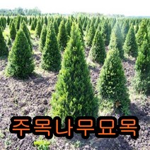 주목4년생(키30센치내외)포트묘 5그루 나무 묘목 소나무 주목나무 유실수 조경수 울타리나무