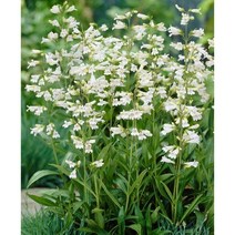 펜스테몬 10/15cm팟, 10