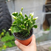 꽃백화점 게발선인장 화이트소품 다육식물 10~20cm 39