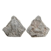 암모나이트화석 삼엽충화석 나무화석 1pc 삼엽충 꼬리 고대 교육 표본 수집 과학 25-40mm, 없음