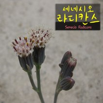 세네시오 라디칸스 (바나나 콩난) 지름 9cm 소품다육화분, 3개