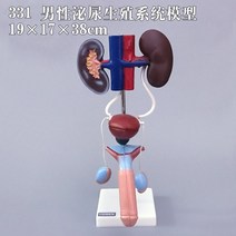 만삭태아 인체모형 여성자궁모형 질 난소 산부인과, H + 1개