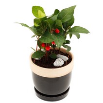 아침향기 공기정화식물 도토리화분 40종, 천량금, 도토리 화이트