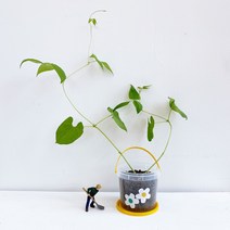 숲종이 강낭콩 기르기 관찰일지 식물키우기 화분 세트