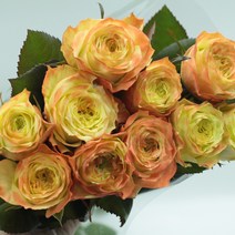 (고급장미)애플잭 장미꽃 (1단10송이) 생화택배 (고속터미널꽃시장 직배송) 꽃예꽃, 며칠 기다렸다가 꽃 입고 되는대로 발송, 최소3일전 미리 구매시 날짜지정가능