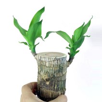 더피움 키우기 쉬워요! 수경식물 모종, 행운목