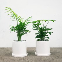 [갑조네] 꽃피우는청년 천연가습기 실내공기정화식물 2종 세트 (테이블야자 홍콩야자), 유광 원형 화이트