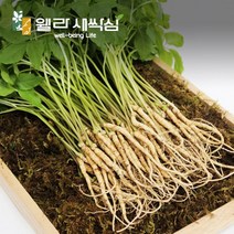 순수 새싹삼 [GAP 인증] 대 100 뿌리 (25cm 이상) 1box 선물포장 가능, 일반 포장
