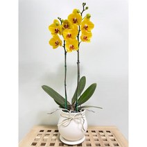 퀵 배송 교대승진난 성남꽃배달 문정승진화분 양재난배달 수서꽃배달 강남축하화분 구의축하화분 강동축하화분 개업축 사무실오픈축하난 서울승진화분 서초승진난 문정난배달 영전 개업 승진, 5.보라