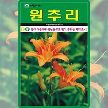 원추리씨앗 30립, 1개