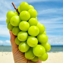 브랜드없음 [식식한상] 경북영천 노지 샤인머스캣 2kg 가정용, 단품없음