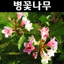 삼색병꽃 7치화분 1개/나무 묘목/꽃나무/조경용
