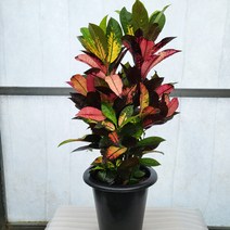 아이스크로톤 대품