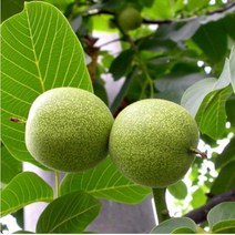 [나무판매] 호두나무묘목 추자 자연농원, 접목호두(신령)1년상묘, 1개