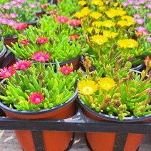 [이삽저삽]미니송엽국모종(4개/칼라포트)다년생 야생화 사철채송화 4색상/ 빨강 노랑 분홍 흰색 (색상 선택), 흰색(4개/칼라포트)