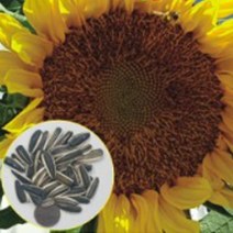 왕해바라기 씨앗팜 야생화 꽃씨 종자 씨앗 품종 100립