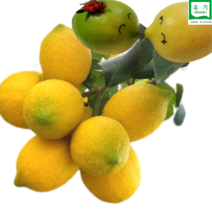 [MD추천] 친환경제주레몬영농조합 무농약인증 레몬 3kg 5kg 산지직송, 1박스