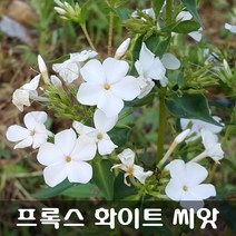 [해피플라워] 프록스 화이트 씨앗 1g(약 600립) / 봄 가을 파종 꽃씨