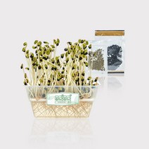 무럭무럭 콩나물+숙주+쥐눈이콩+녹두 키우기 키트, 1개