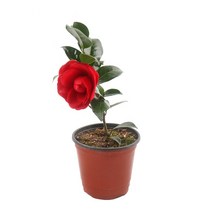 갑조네 꽃 생화 꽃화분 공기정화식물, 동백(소품), 1개