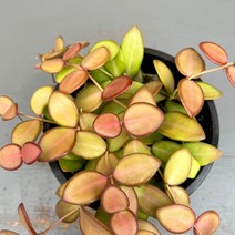 가꾸다 호야 부토니에 hoya burtoniae(통통한 잎고 물드는 모습이 이쁜아이~) 행잉플랜트 공중식물 공기정화식물